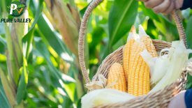 Close-up of fresh vegetables being harvested