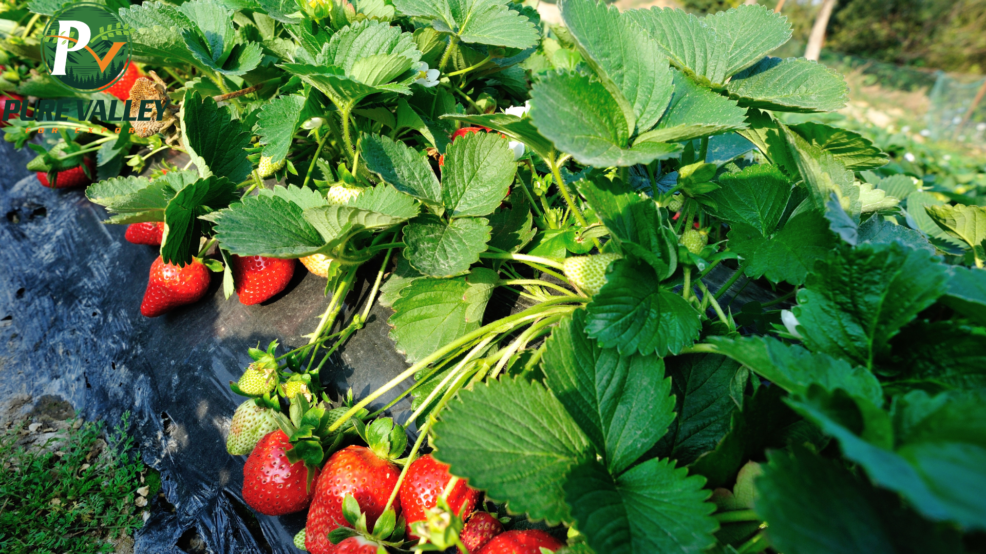 Hands holding rich soil
