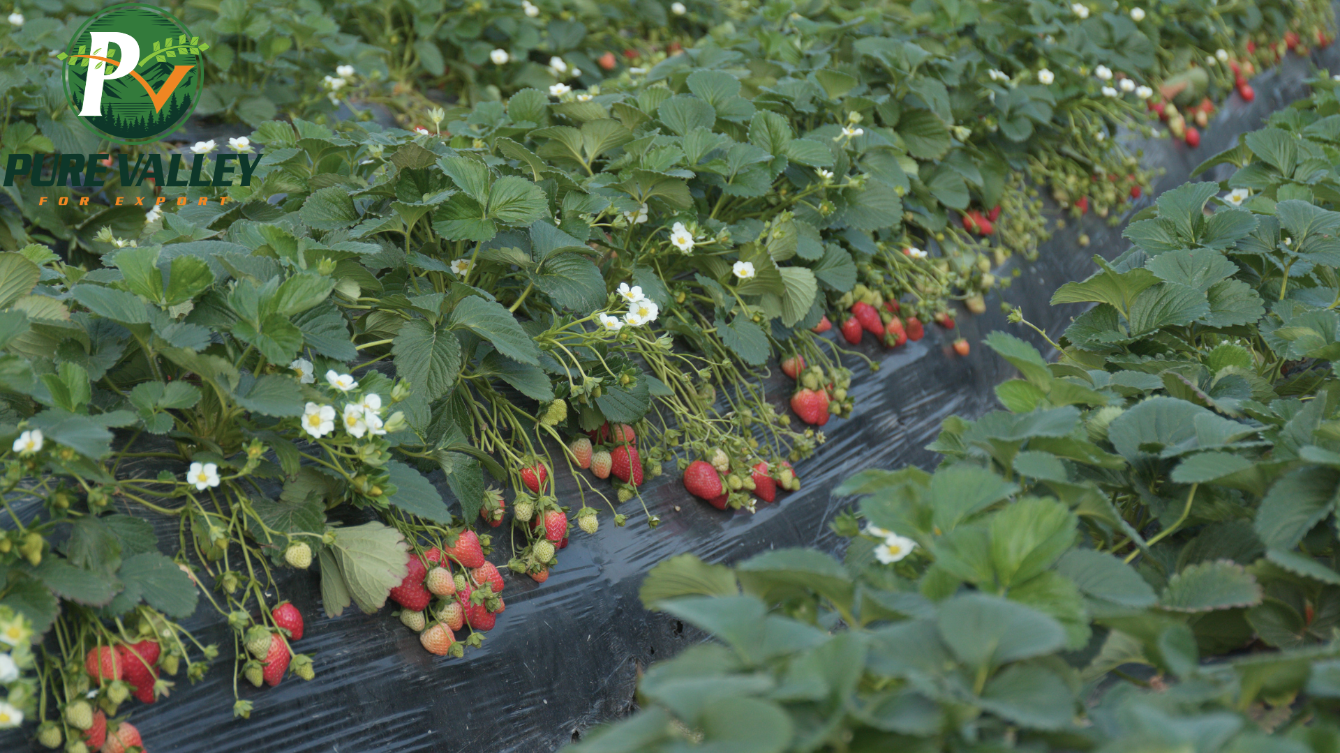 Premium IQF Strawberries