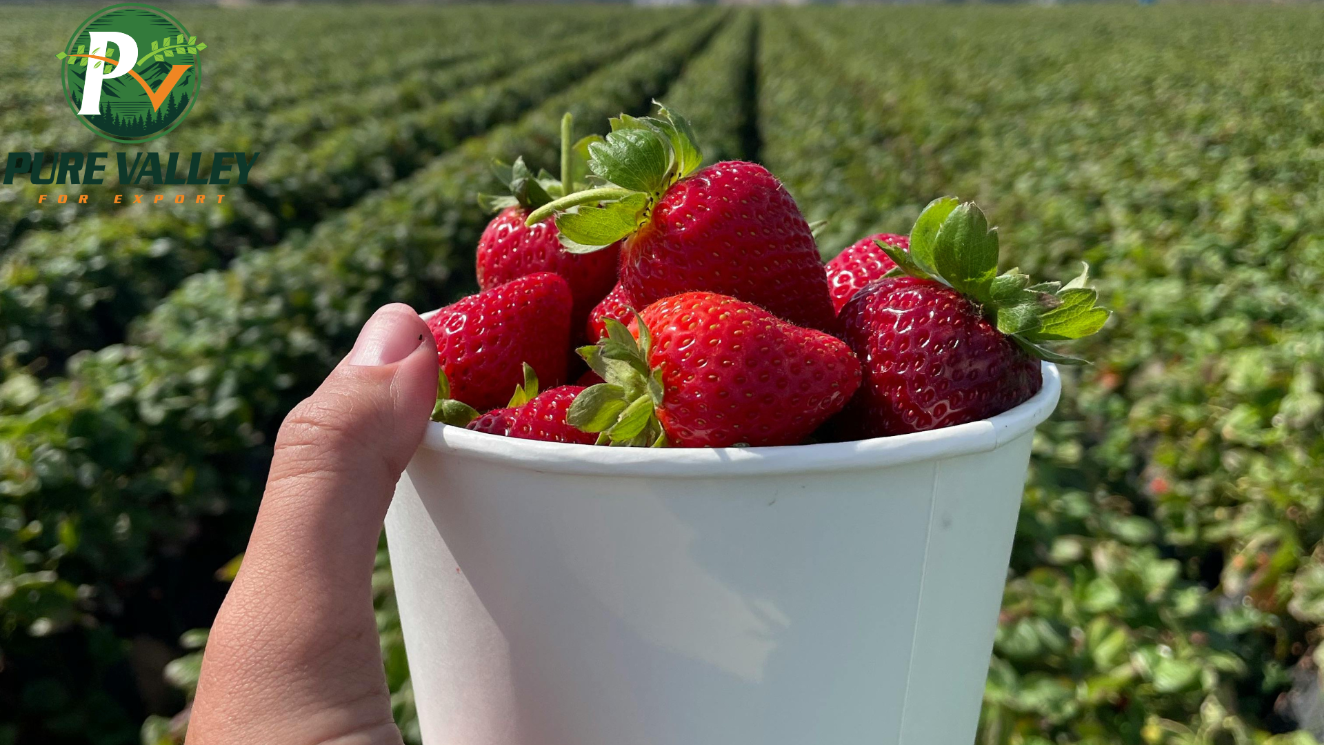 Premium IQF Strawberries