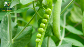 Tractor plowing a field
