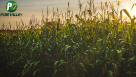 Sun rising over the farm