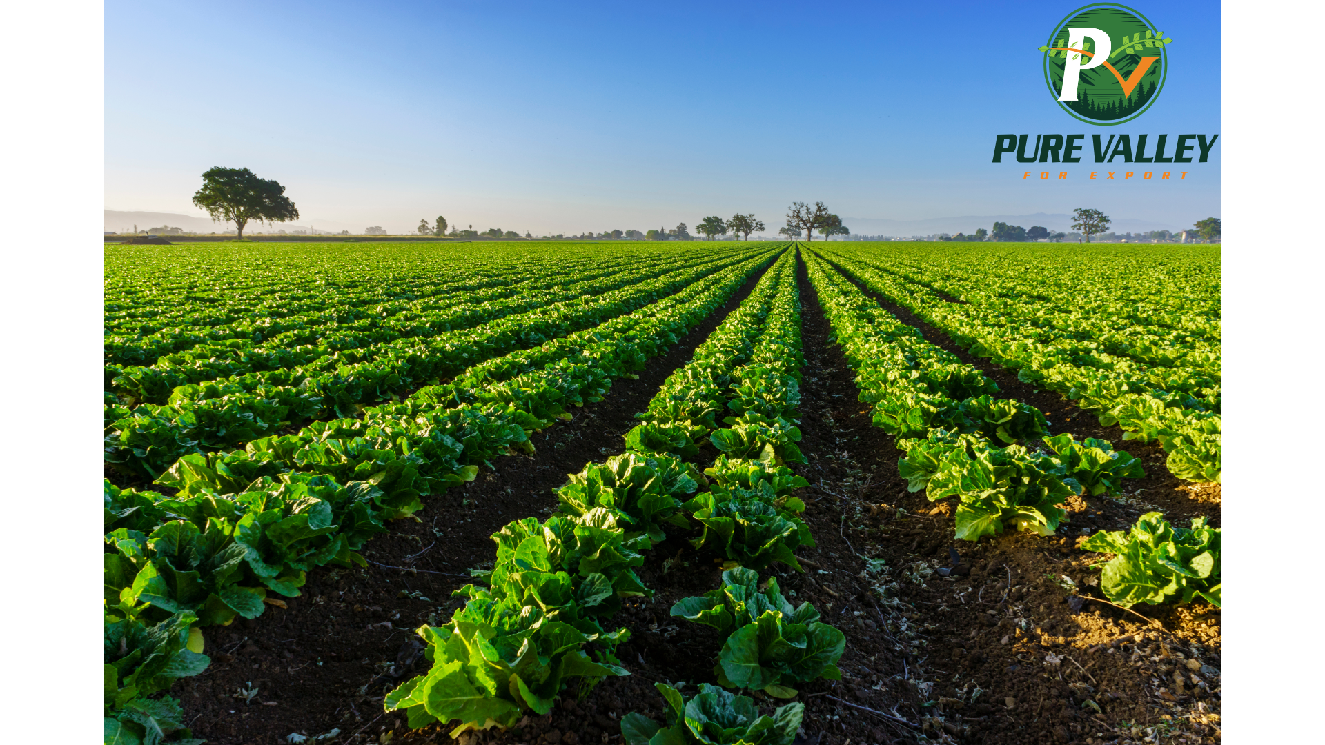 Aerial view of Pure Valley farms
