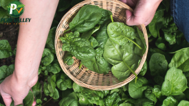 Workers tending to crops