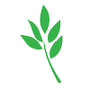 The Olive Street Agency logo