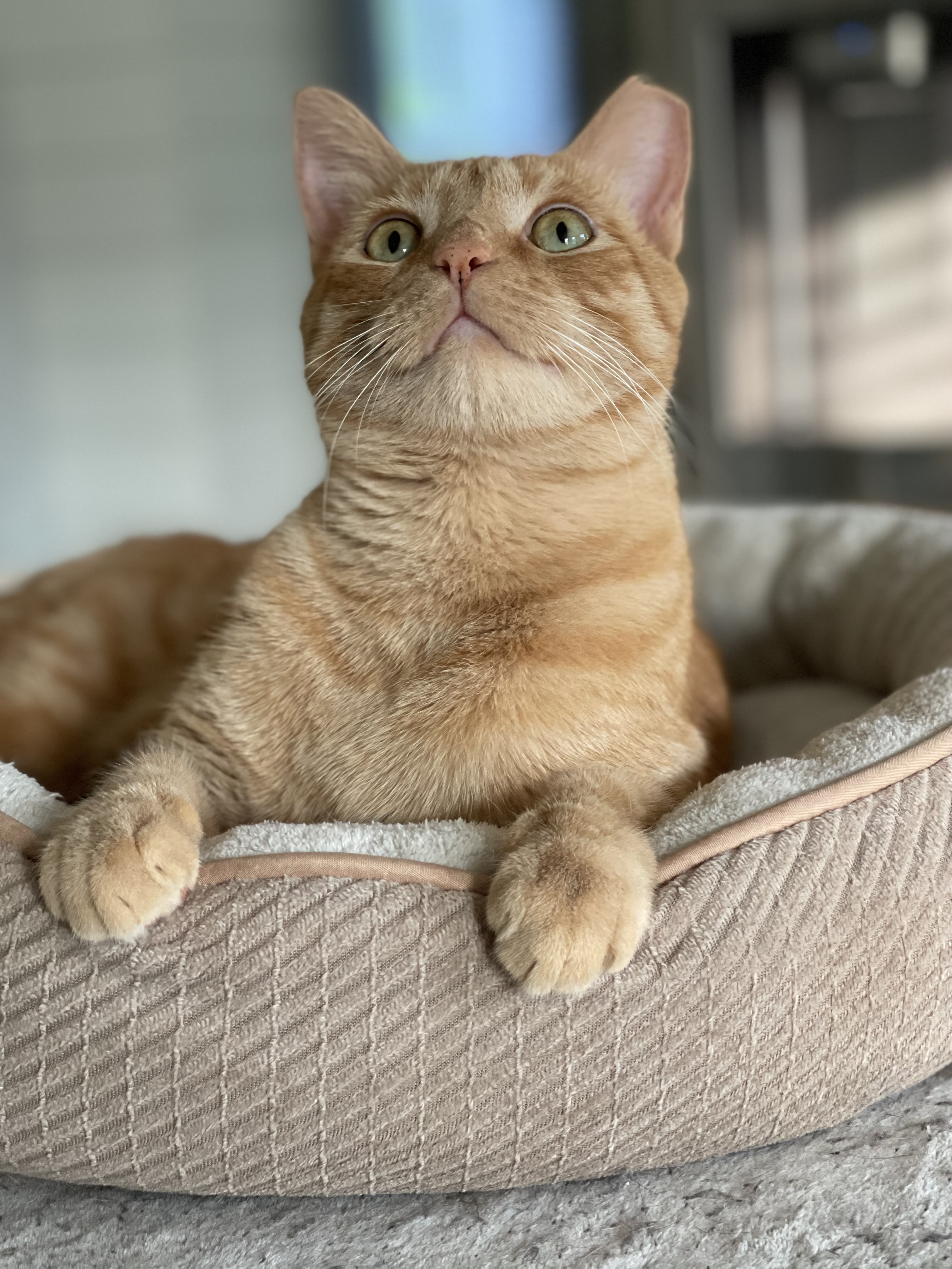 Orange tabby cat named Charlie