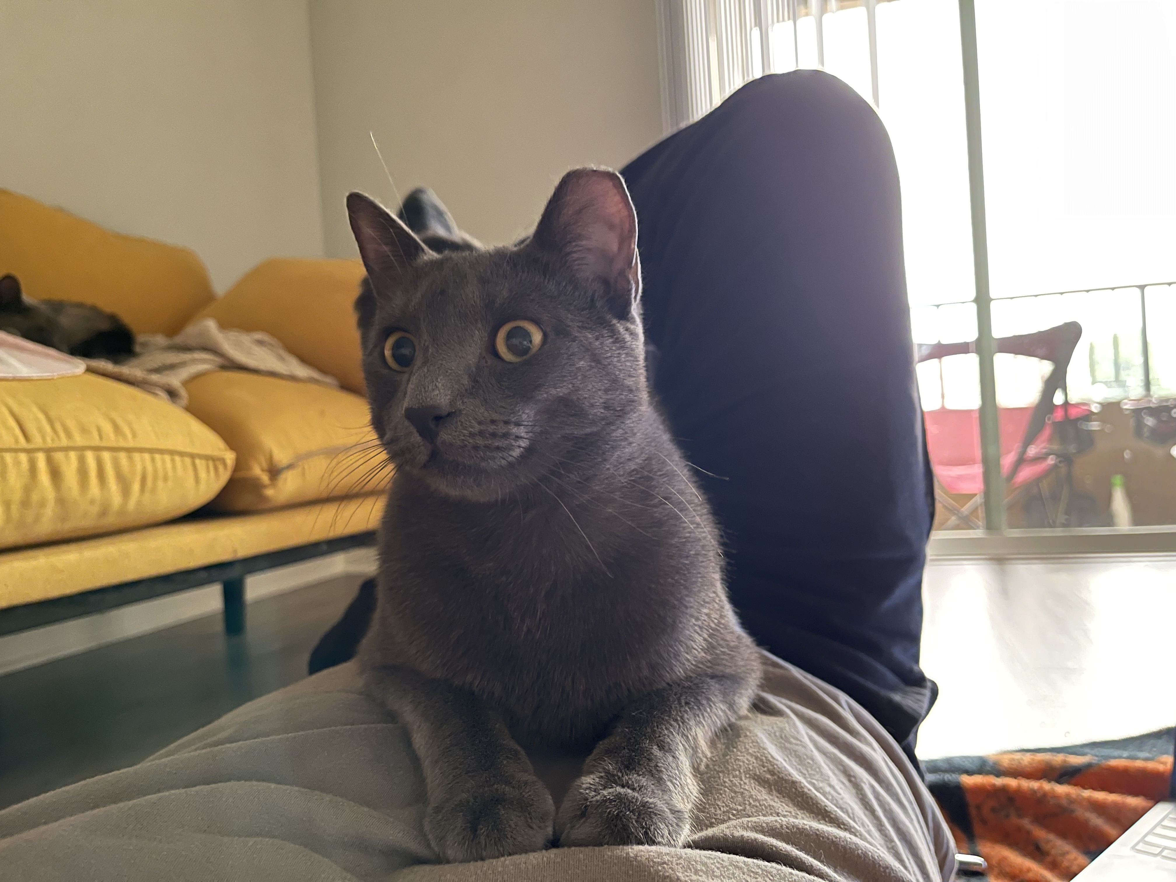Gray cat named Gizmo