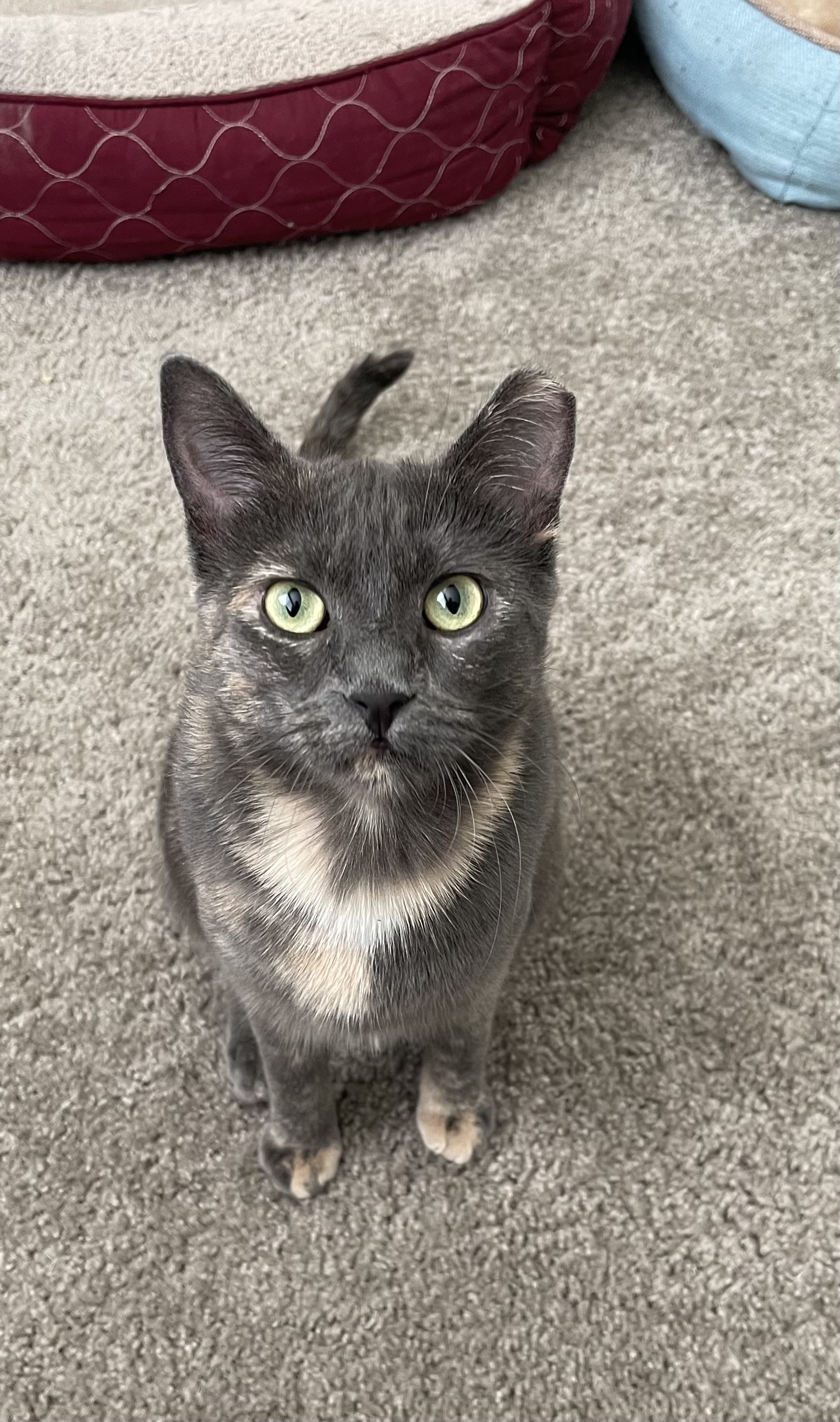 Gray cat named Patches