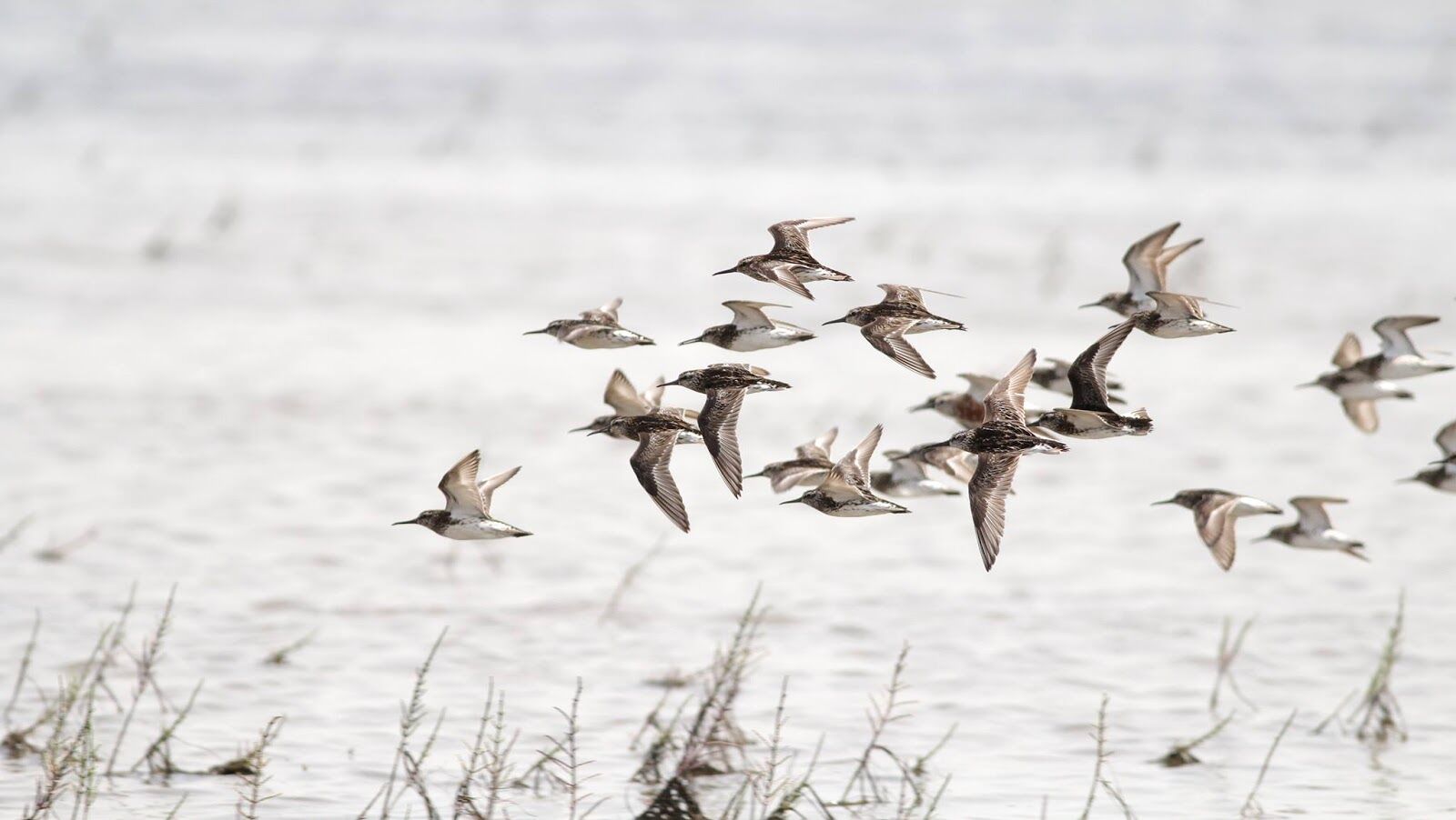 Gizil Aghaj National Park: Birdwatching Tour