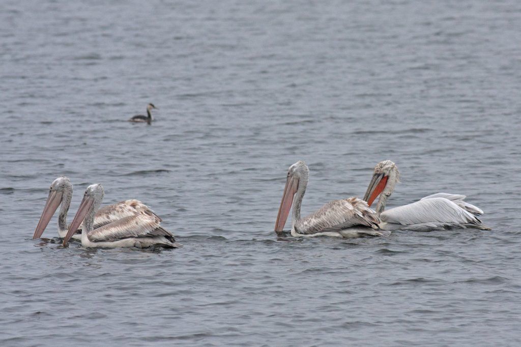 Gizil Aghaj National Park: Birdwatching Tour — photo 5