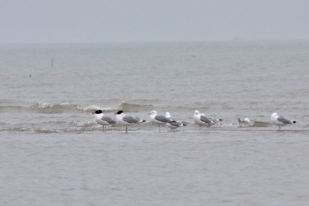 Gizil Aghaj National Park: Birdwatching Tour — photo 3