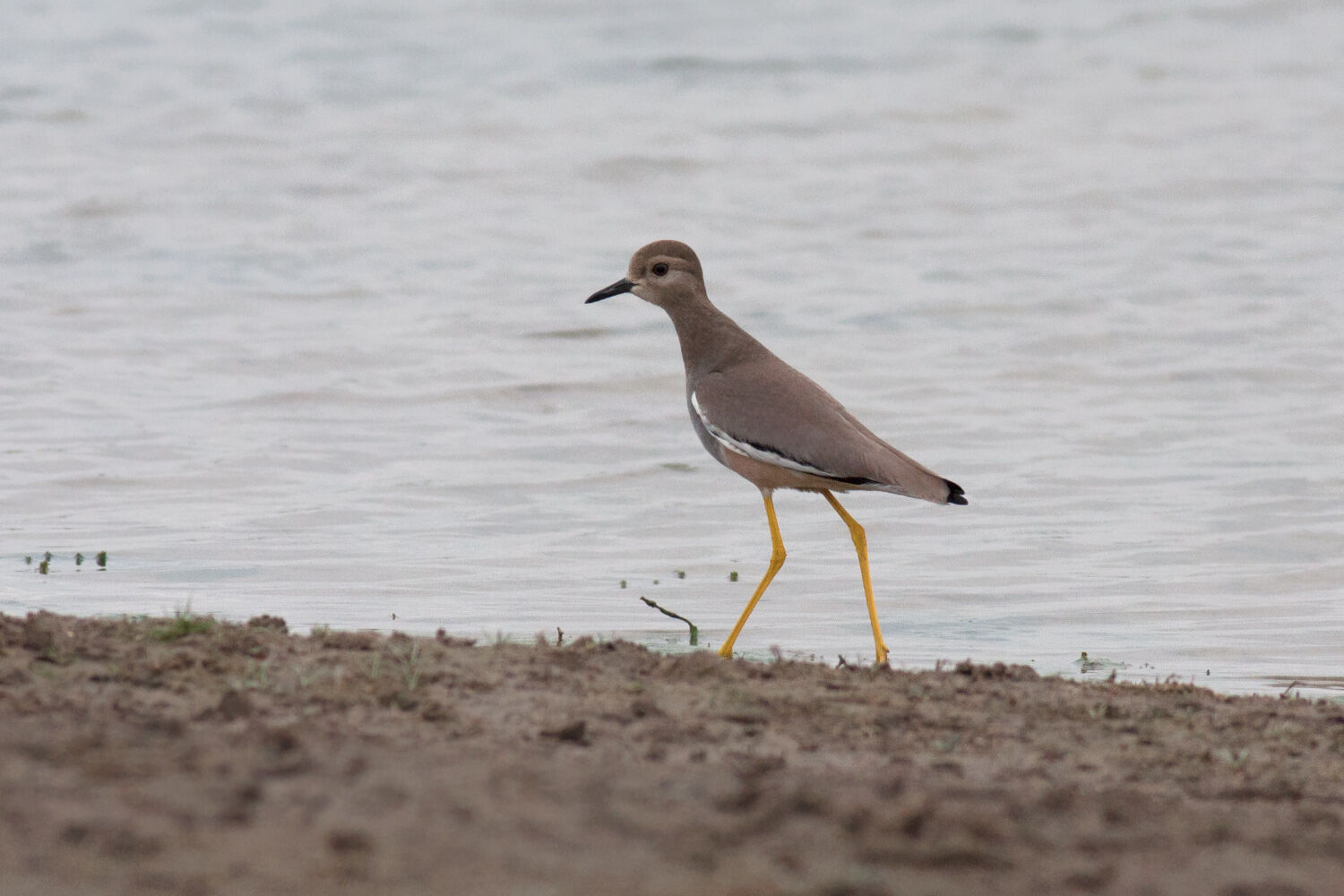 Gizil Aghaj National Park: Birdwatching Tour — photo 2