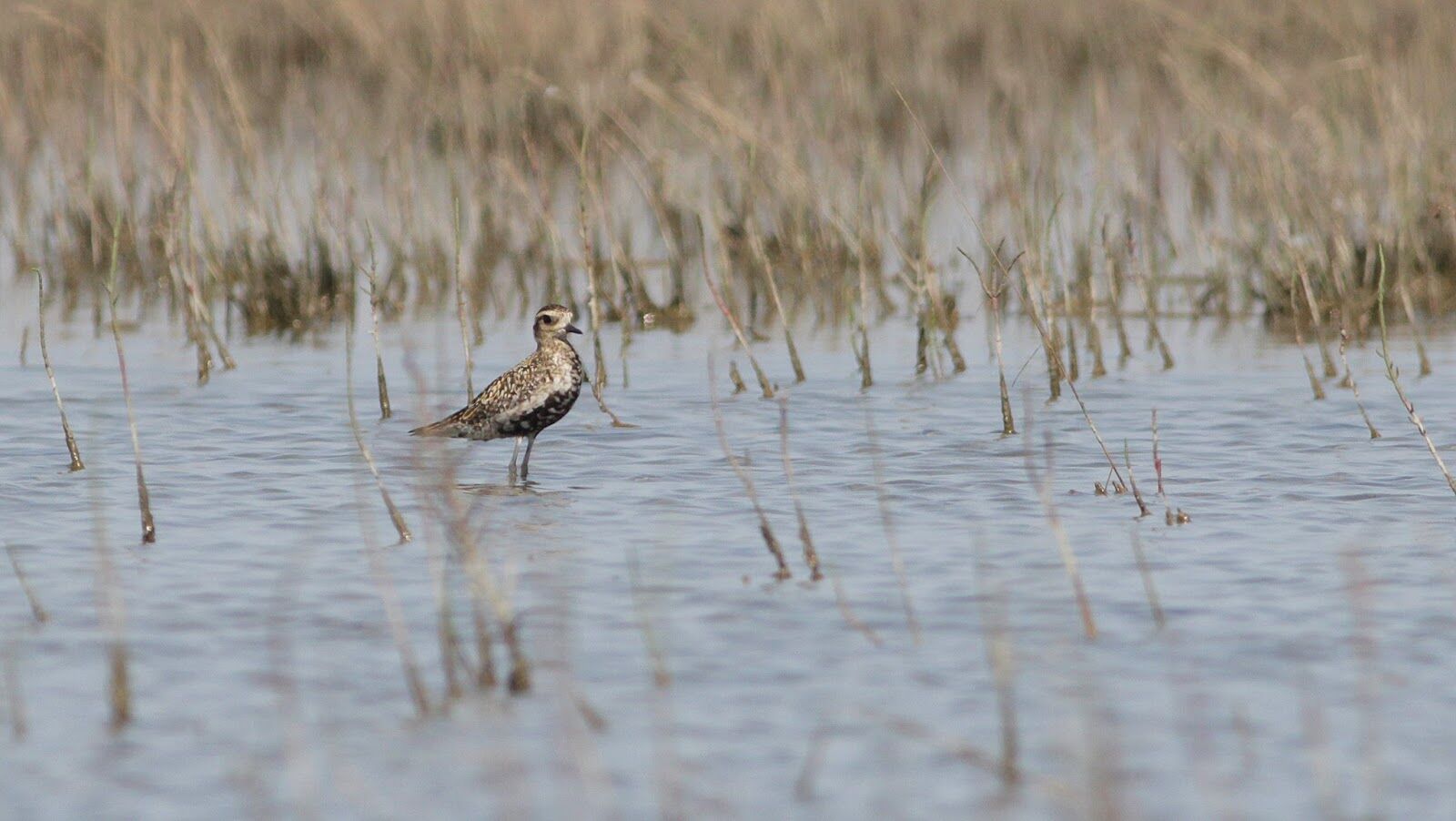 Gizil Aghaj National Park: Birdwatching Tour — photo 6
