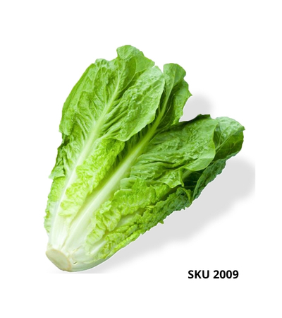 خس جيريكو