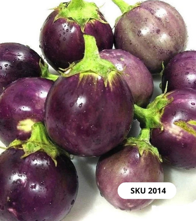 باذنجان دائري بنفسجي