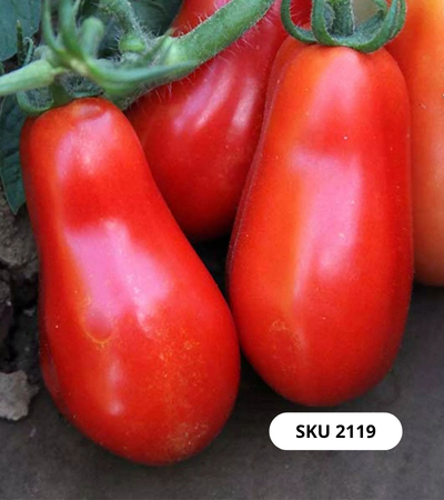 بذور الطماطم سان مارزانو