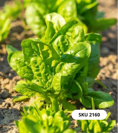 بذور السبانخ الامريكيه