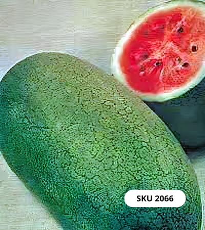 بذور بطيخ سويت برنسيس