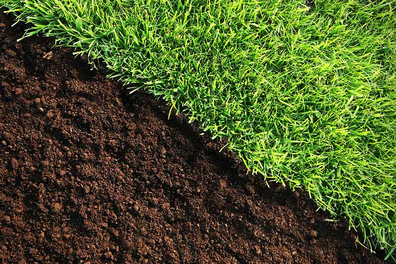 Low Soil pH Healthy Lawn