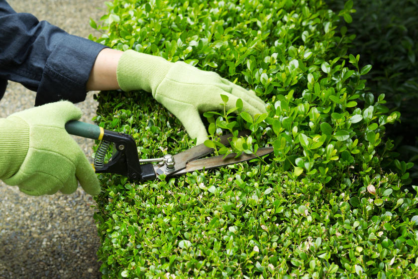 Bush Trimming Tips