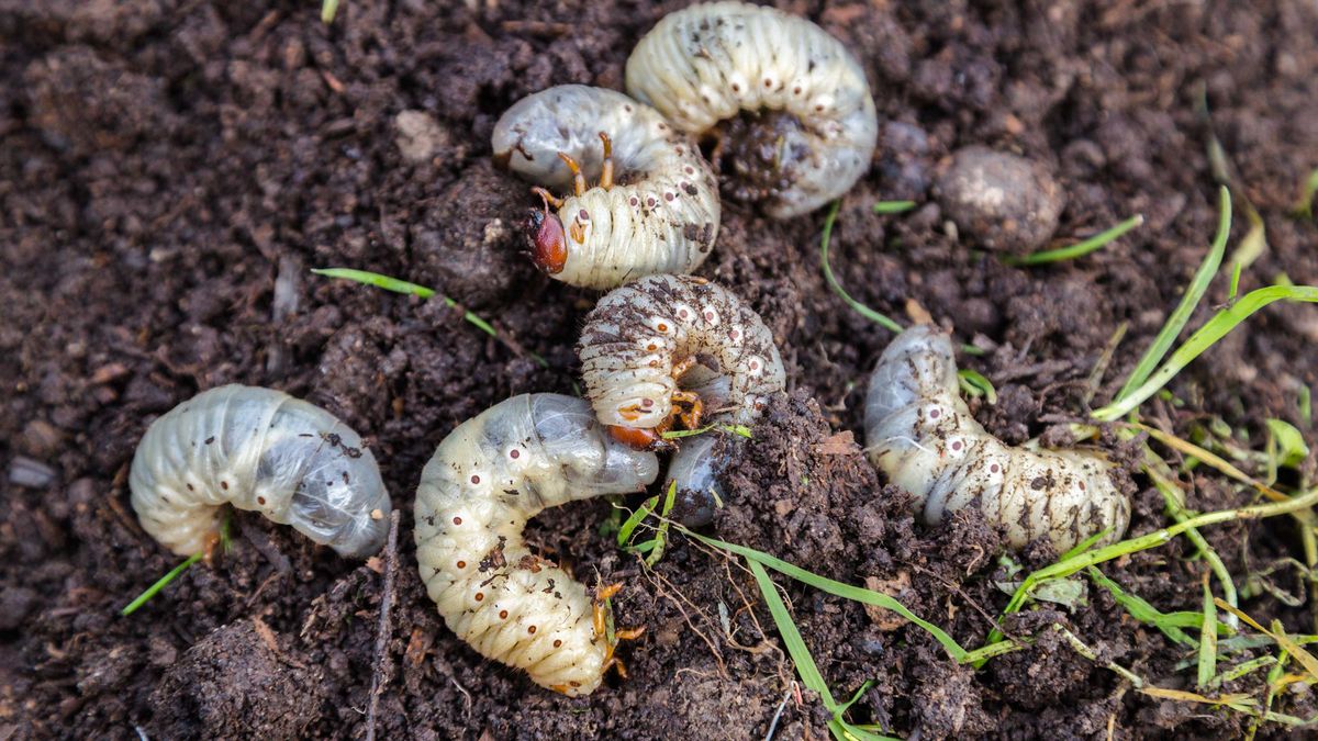 Combating Grubs Weeds Insects