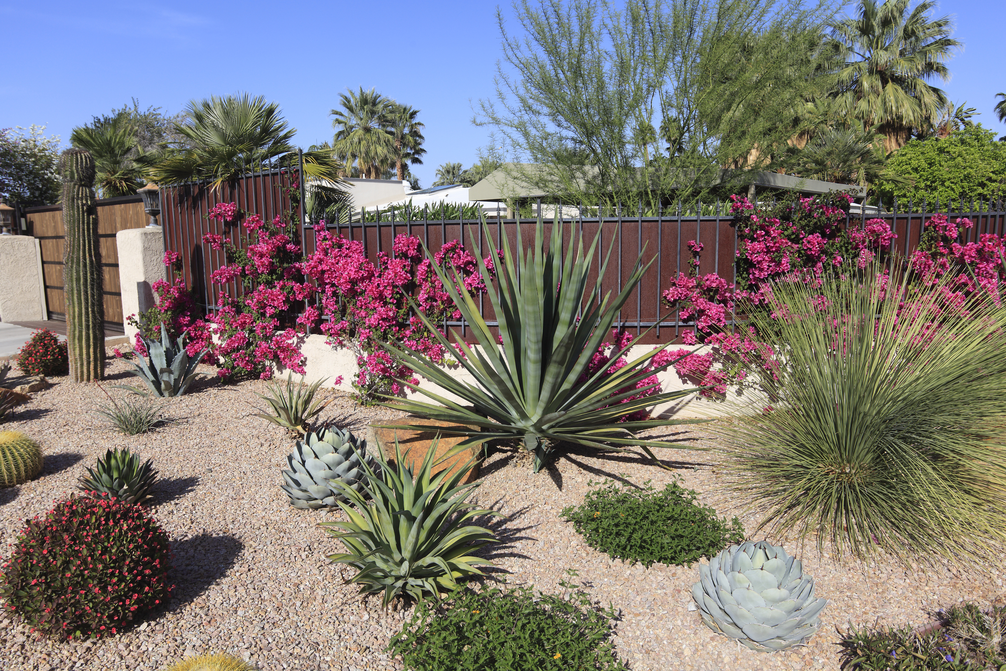 Landscaping for drought-tolerant lawns 