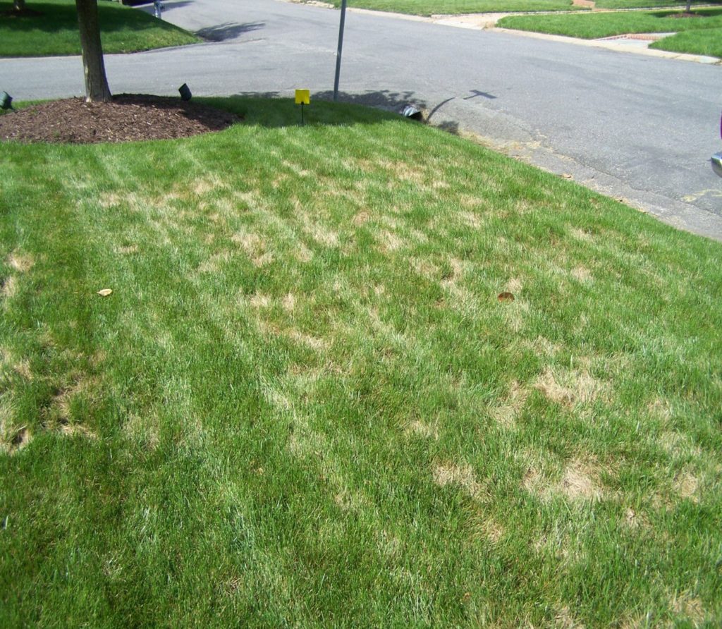 Lawn Care: Grass Problems