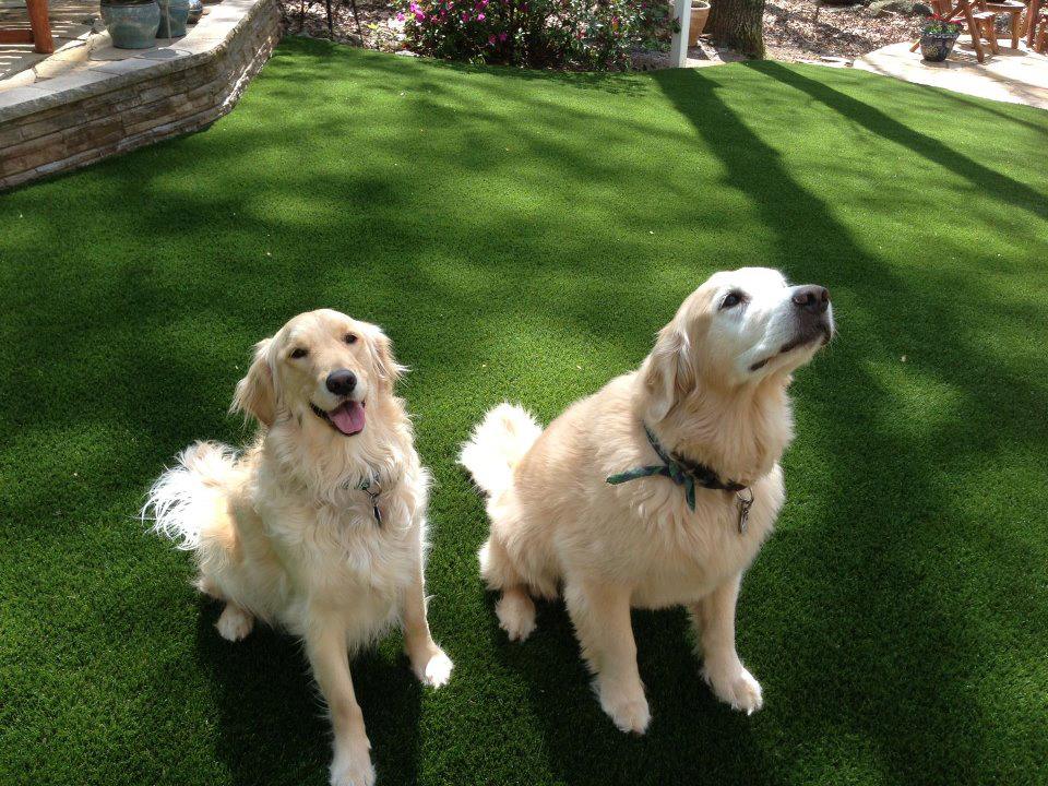Lawn Care for Pet Owners
