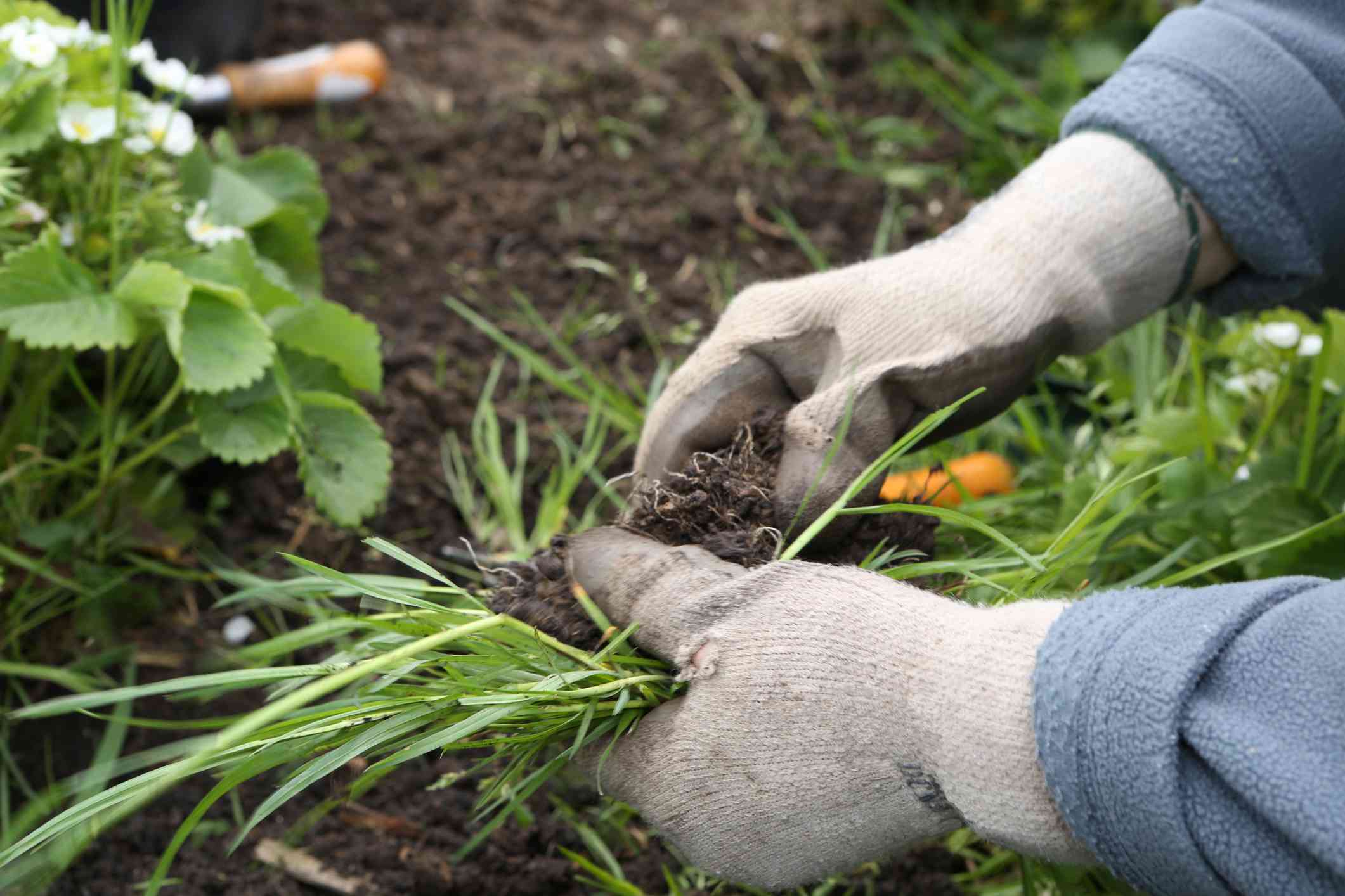 Mastering the Art of Weed Control