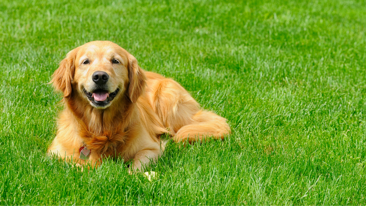 Protect Your Pets From Lawn Dangers