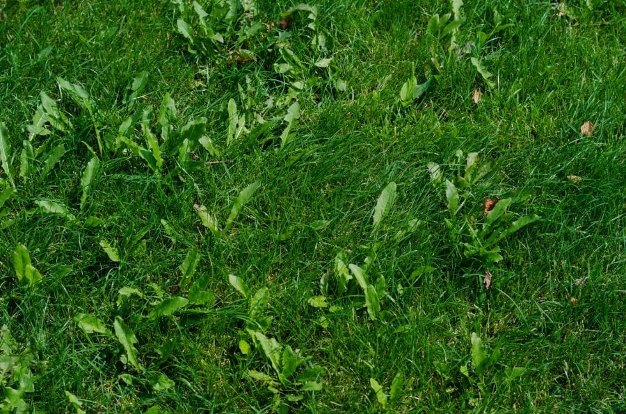 Weed-Free Lawn