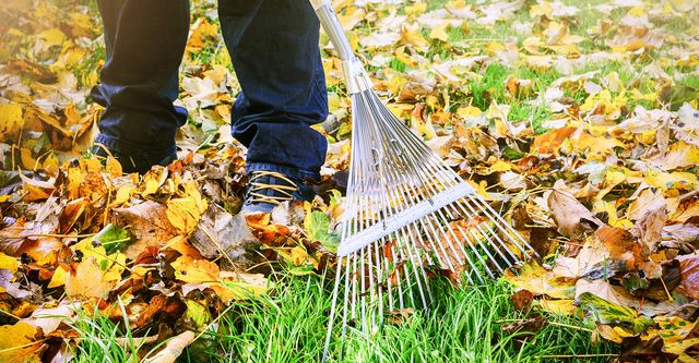 Removing Leaves From a Grassy Lawn