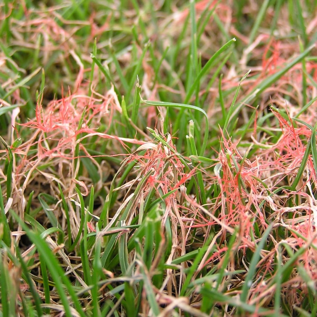 Rust Thread and Red Thread Lawn Diseases