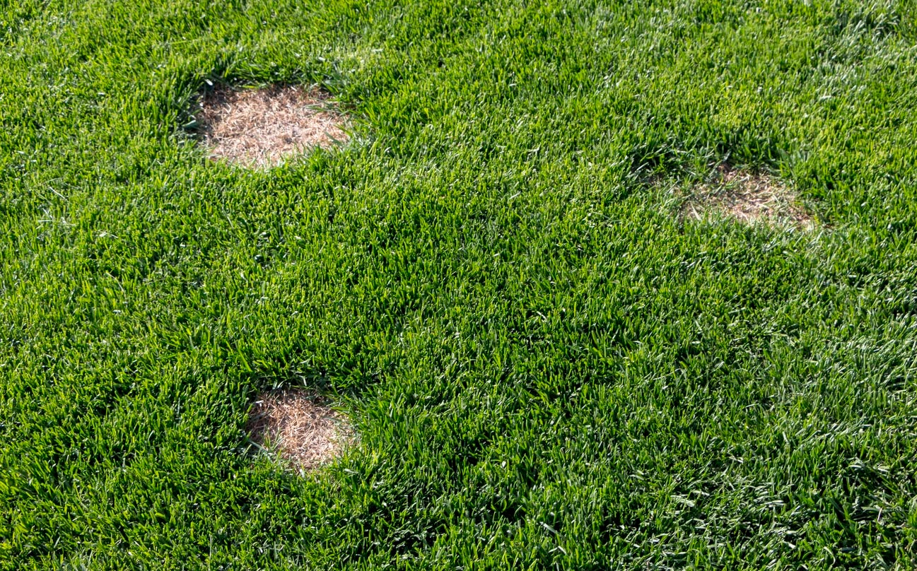 Spot Seeding: Repair Lawn Patches