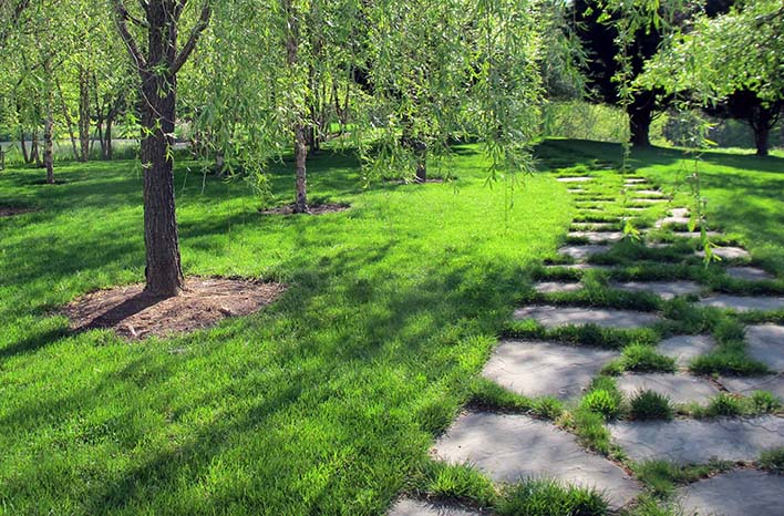 Steps to a Beautiful Organic Lawn