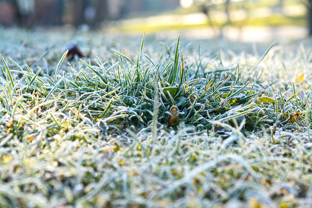 Take care of your lawn during Winter 