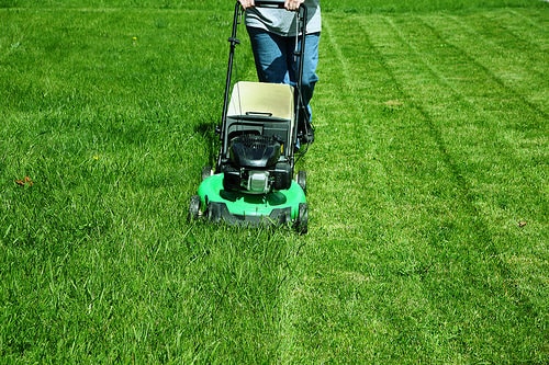 Professional Lawn Care Services