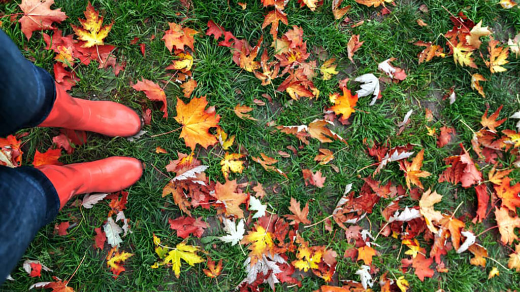 The Lawn Care Guide for Fall
