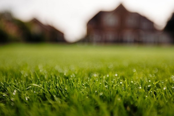 History of lawn, Cultural significance