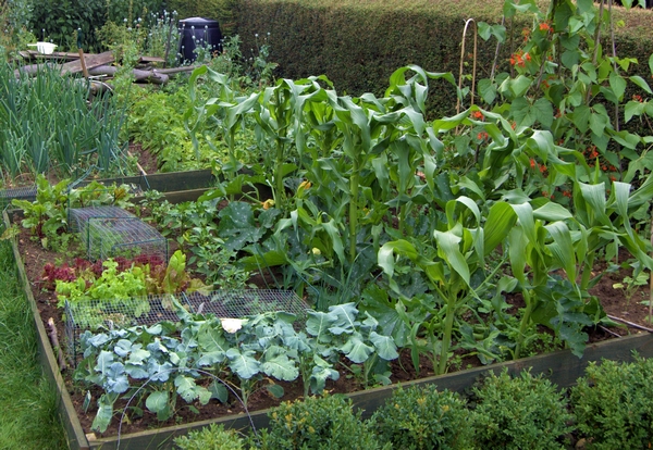 Tips to Prevent Garden Pests