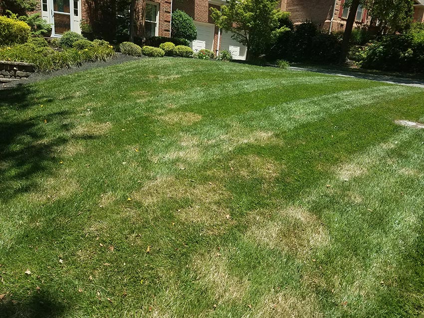 Dealing with Leaf Spots Brown Spots