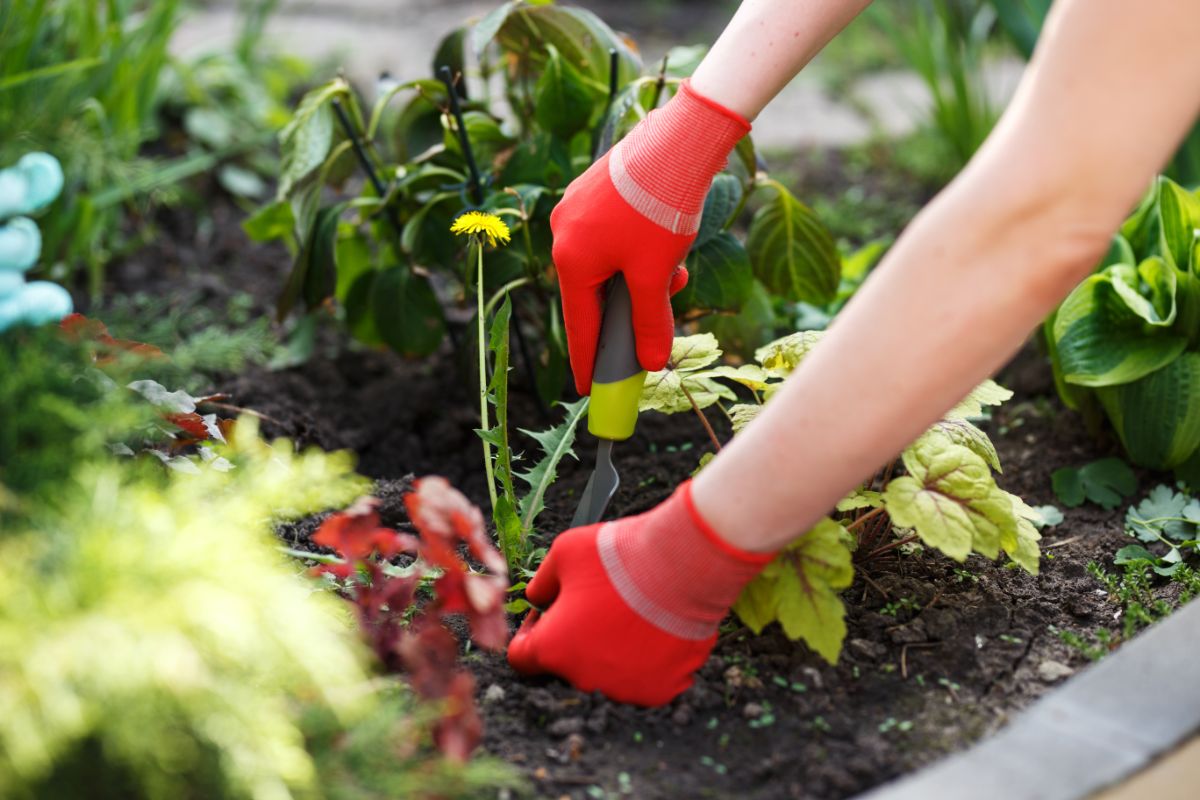 Keep Weeds Out of Your Garden