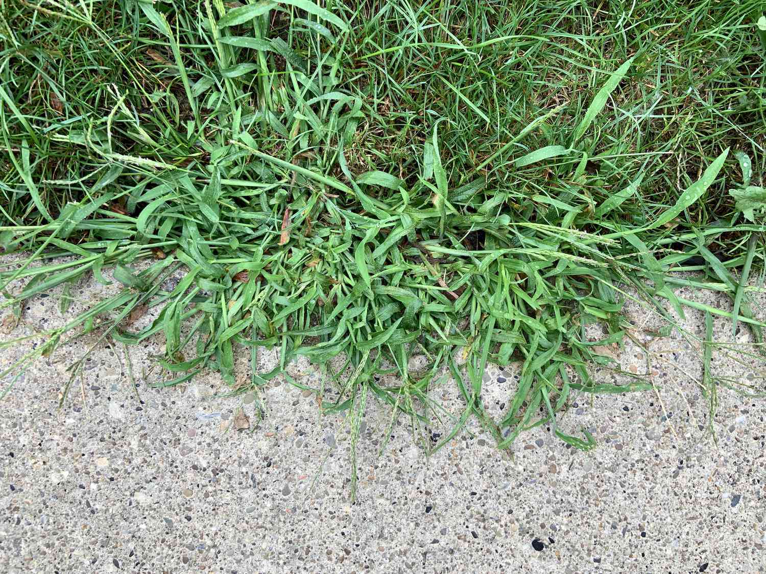 Kill weeds permanently in Queens