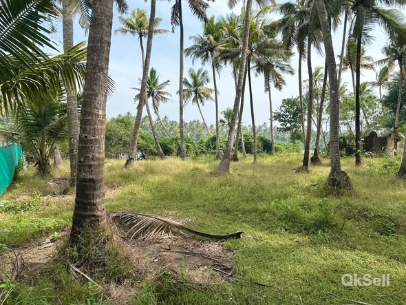 89 cents coconut field for sale at near Naduvilakkara river in Thrissur