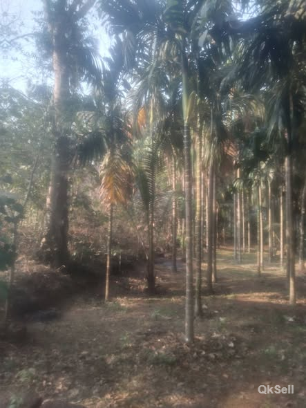 70 cents coconut plantation for sale at Poi Nachi,Bandadukka,Kasaragod