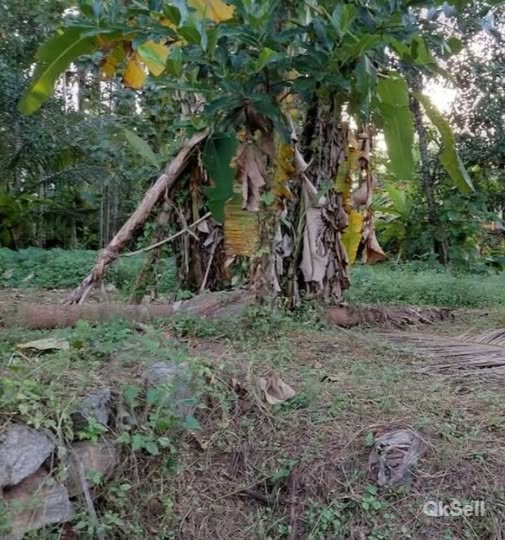 16 cent Land for sale at Kozhikode Chevarambaalam