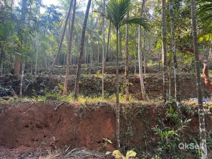32 cents of land for sale on Elankod road from Panur-Puthoor Madappura,Kollam