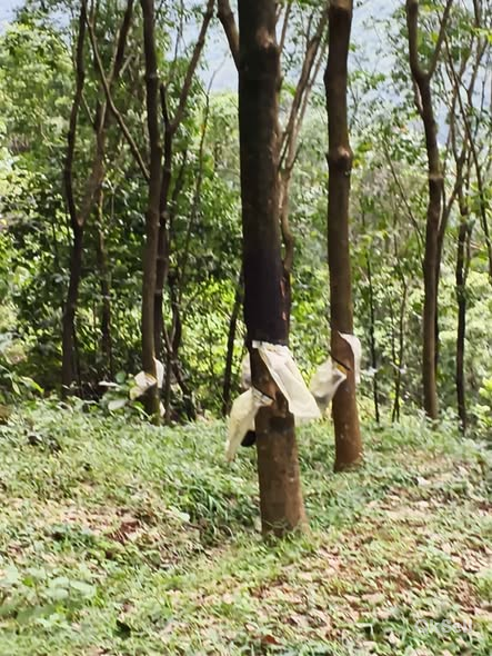 39 acre rubber plantation for sale in Kalladikode, Palakkad
