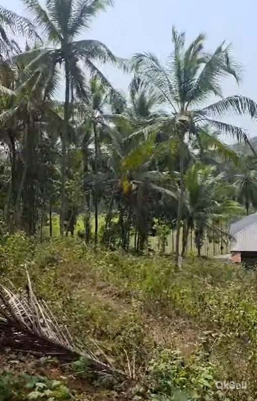 2 acres 54 cents farm Land for sale at Kanhangad,Kasaragod