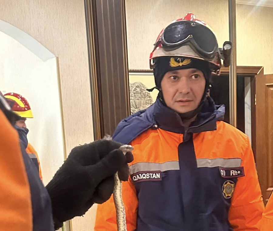 Астана тұрғын үйлерінің бірінен жылан шықты